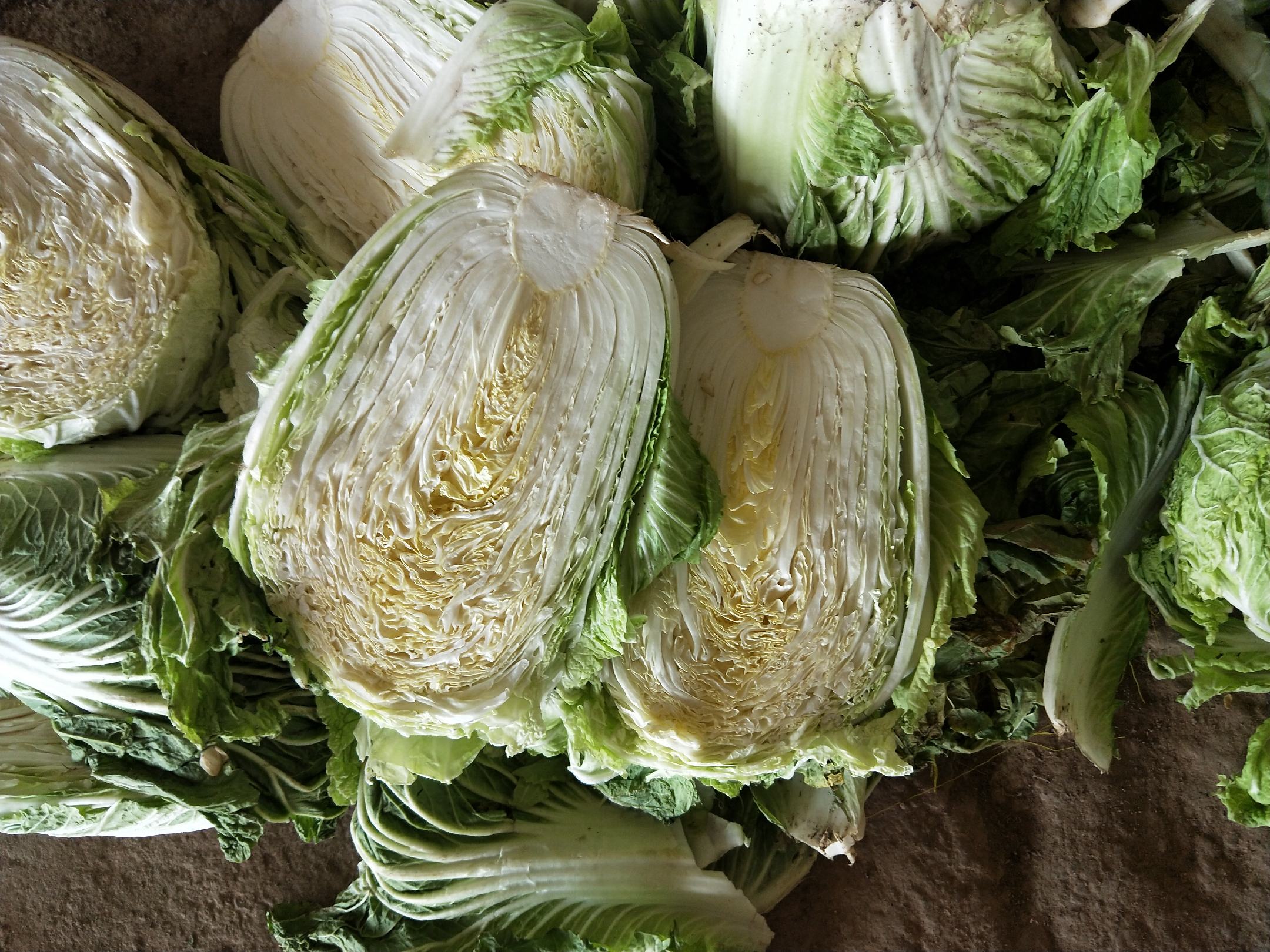 一颗新鲜采摘的青杂三号白菜被纵向剖开,露出紧实的黄白色菜心,叶片层层包裹,叶脉清晰可见,切口湿润有汁液渗出,背景虚化显示厨房台面,突出食材新鲜度 青杂三号白菜切面特写展示内部结构