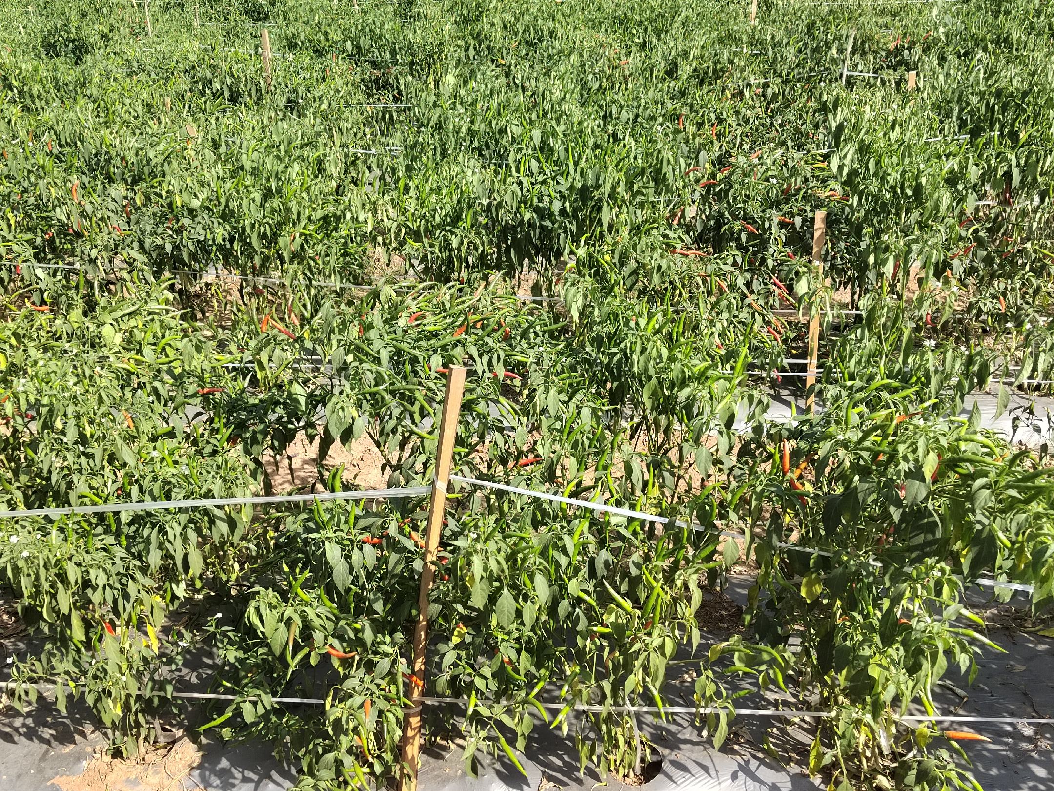 紫色小米椒在田间生长状态,展示其产地环境 紫色小米椒种植基地