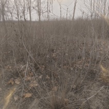 紫丁香丛生丁香华北丁香丁香产地