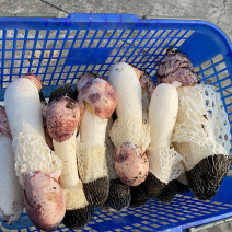 红托竹荪