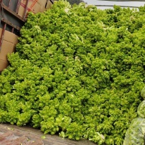贵州儿菜，无空心，无红鼎，质量好，清秀，位置六盘水