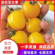山东迷恋圣女果，一手货源，供应市场商超电商质优价美