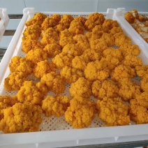 金耳菌