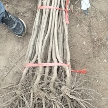 黄山楂苗，大金星山楂苗，一年苗，嫁接的，回收山楂。