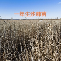 [牛]苗地自产30一50公分以上中华沙棘苗，自产自销，手续齐全