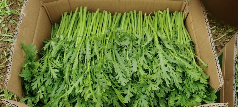 新鲜小叶茼蒿实物特写:叶片完整、色泽鲜亮、无黄斑褐变,体现优质农产品采收状态 新鲜采摘的小叶茼蒿特写,翠绿色锯齿状叶片带银白色绒毛,茎秆嫩绿挺拔,表面无萎蔫斑点,背景为湿润黑色土壤与竹编菜篮