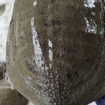 🐢乌龟甲鱼鳄鱼龟都有货，专业养殖