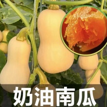 奶油南瓜苗盘龙南瓜苗银栗南瓜苗免费技术指导包回收