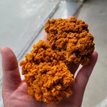 金耳菌