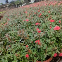 苗圃批发供应带花西洋杜鹃杯苗优质西洋鹃地苗量大从优