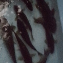 鲫鱼