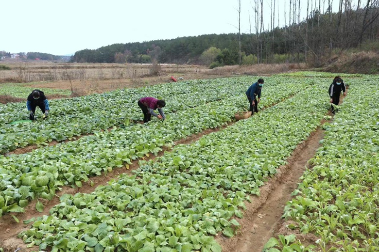 一位农民正在田间翻耕土地,身后是刚刚收割完的油菜田,远处可见几头牛在吃草 农民在田间劳作