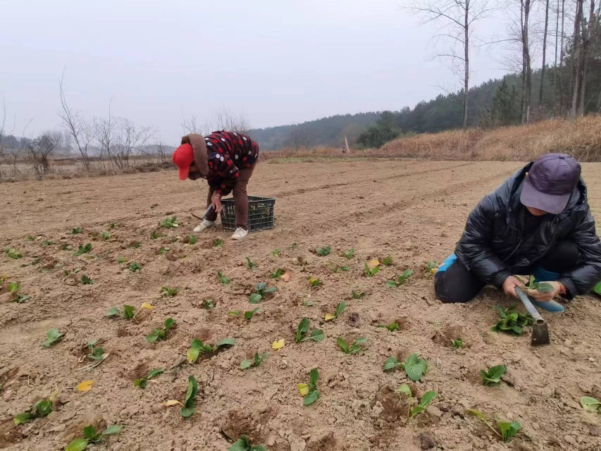 农民与政府工作人员在田间商讨解决方案