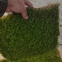 青苔，苔藓，适用院庭，室内，假山，绿化地带专用