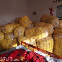 无硫金丝皇菊量大从优品质保障欢迎老板订购