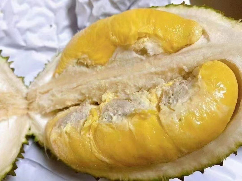 北猫山榴莲树生长实景