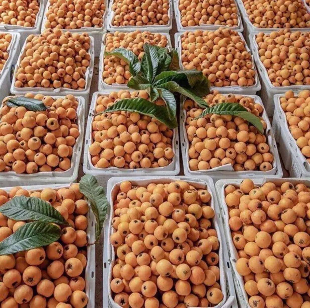 枇杷果切开果肉示意图