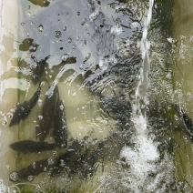 鲫鱼