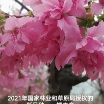 樱花苗木