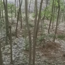丝棉木