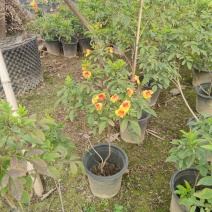 2302基地供应橙钟花盆栽0.5-2米高