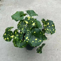 2302基地批发供应洒金大吴风草盆栽花园庭院景观地