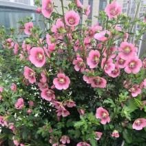 小木槿