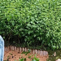 岗梅苗小叶岗梅苗称星树苗中药材苗育苗基地一手货源