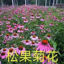 松果菊花自产自销，货源充足，量大从优，欢迎各位前来选购