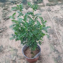 清香胡椒木一年苗，清大棚便宜出了，高度约二十五至三十公分