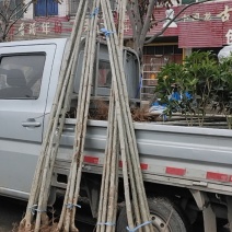 杨树苗
