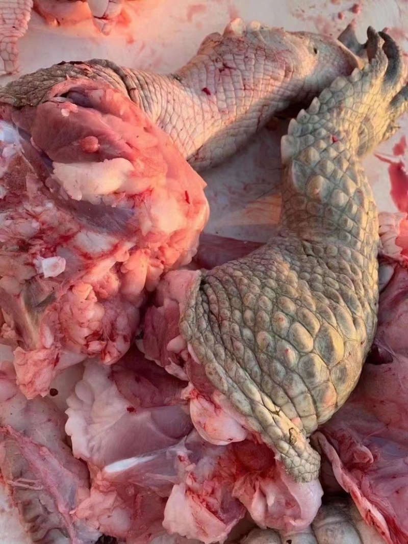 鳄鱼肉批发
