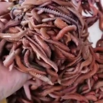 沙蚕