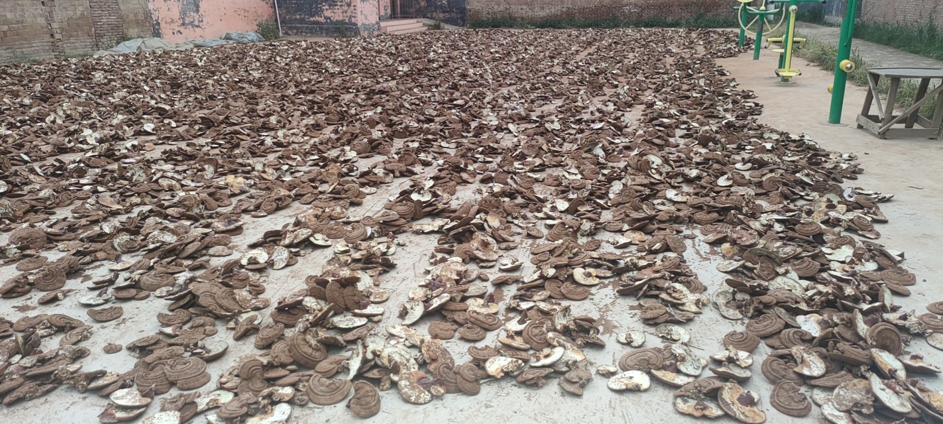 图示:数十片棕褐色灵芝切片均匀铺展于银色304不锈钢网筛,网筛置于木质通风架第二层;背景为浅灰墙面,墙上悬挂电子温湿度计显示'23.8℃/52%RH';右侧有小型静音风扇(未直吹),地面无阳光照射;画面右下角标签'摊晾时长:7h15min' 干灵芝切片阴凉摊晾场景