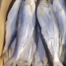深海白磷鱼细鳞咸鱼清蒸鱼腌制海鱼自然晾晒，肉质鲜美