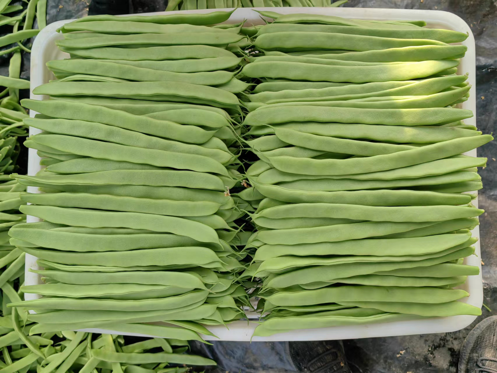 芸豆与四季豆对比图