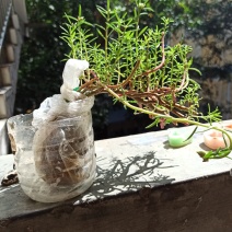 重瓣太阳花花苗老桩