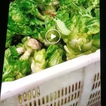 儿菜