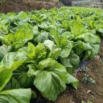 宽叶无筋青菜，你需要！我安排！