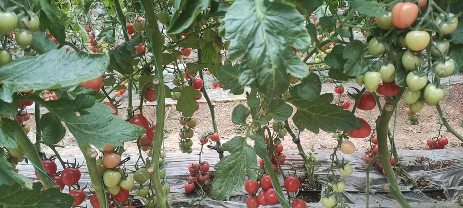 一串成熟的紫晶圣女果悬挂在绿叶之间,果实呈深紫红色,表面有自然光泽,背景为阳光照射下的温室种植环境,突出其健康生态的生长条件 紫晶圣女果特写