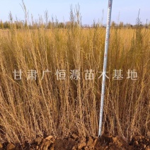供应梭梭苗一年生梭梭树苗苗圃销售质优价廉