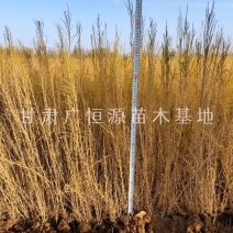 供应梭梭苗一年生梭梭苗子苗圃销售手续齐全质优价廉