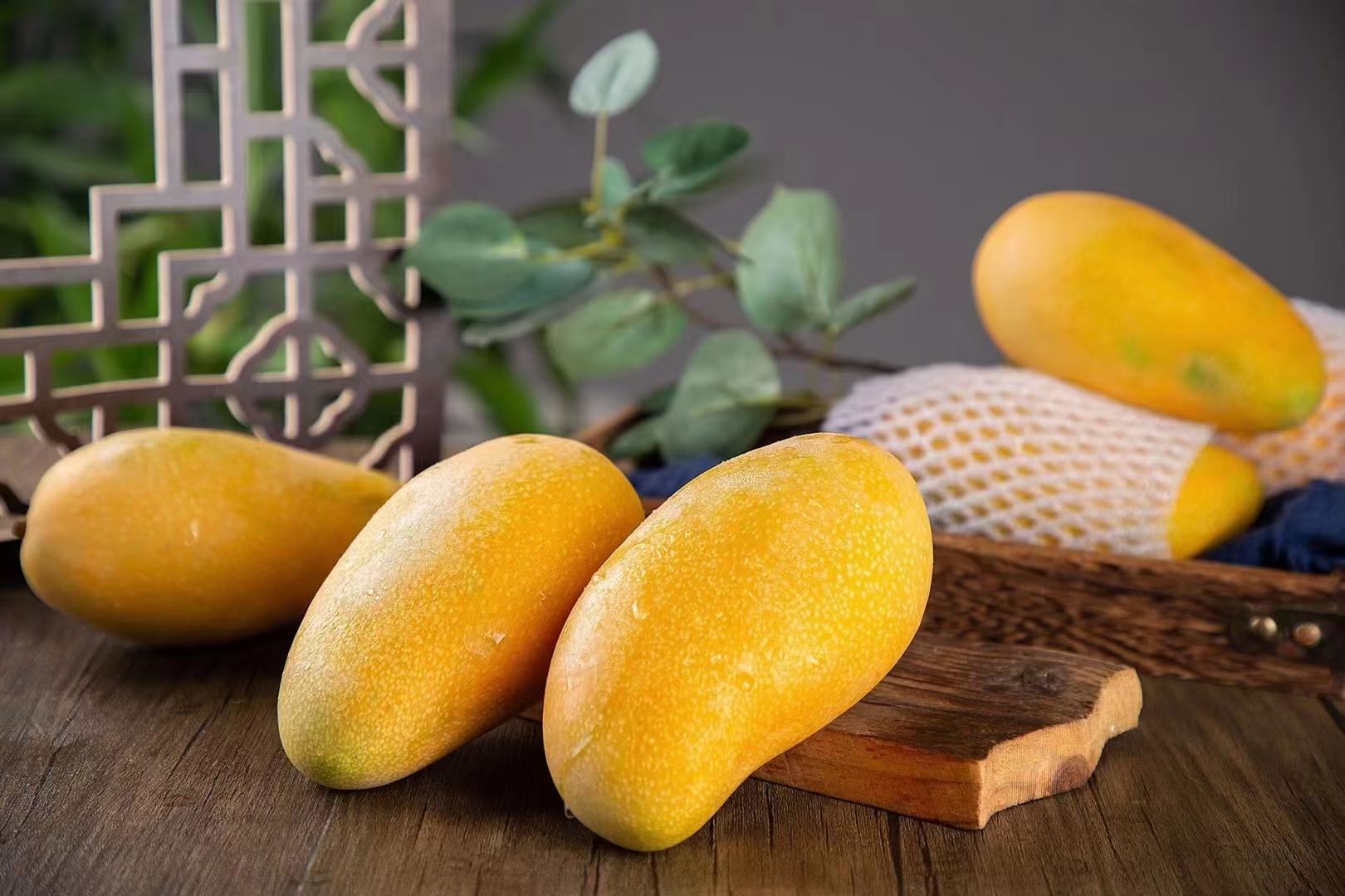 金煌芒整体外观特写