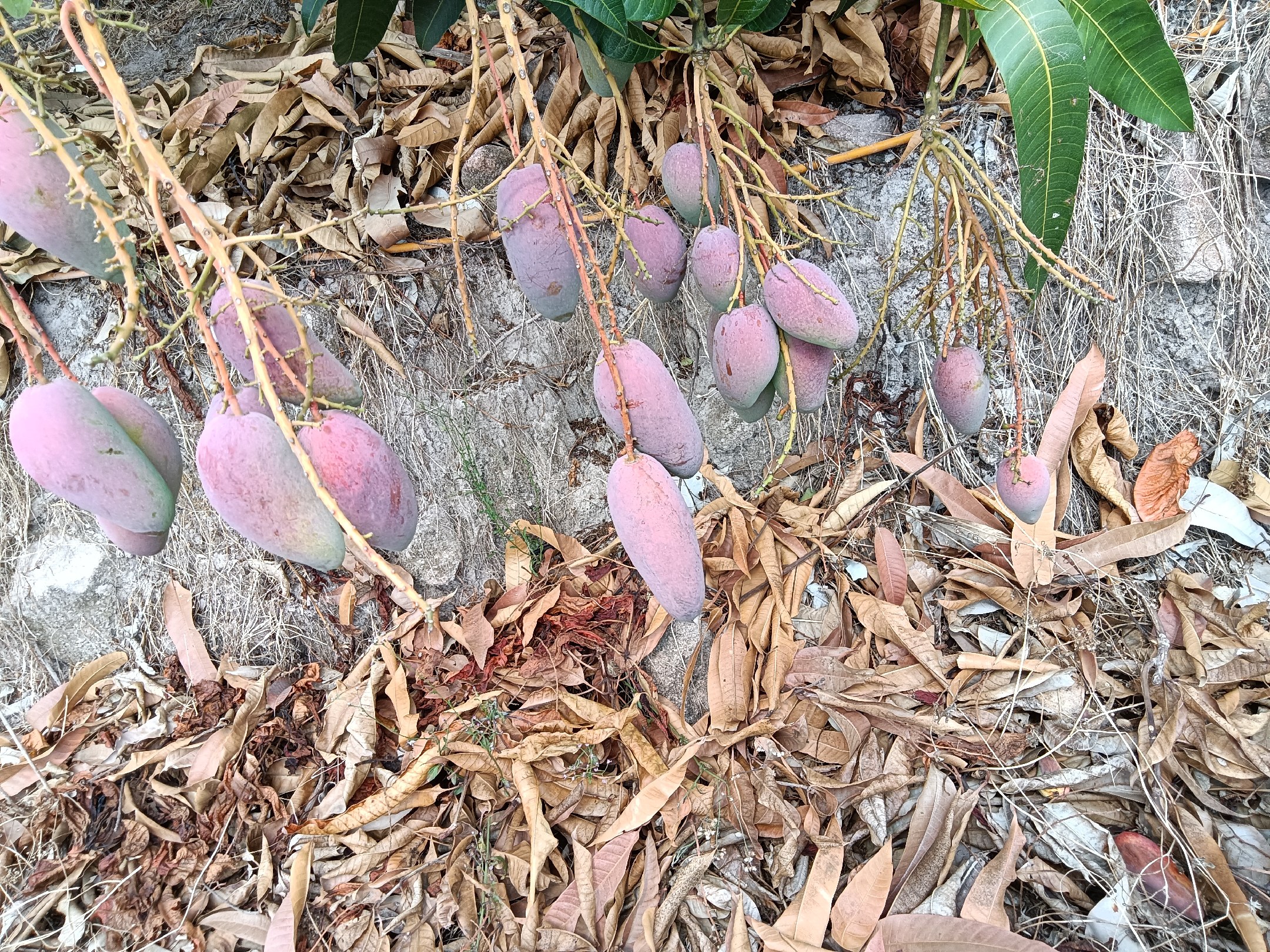 贵妃芒果实在果园中的生长状态