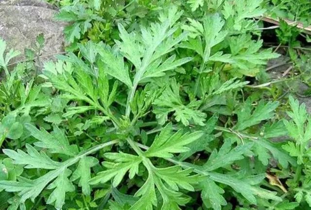 糯米笋制作过程图