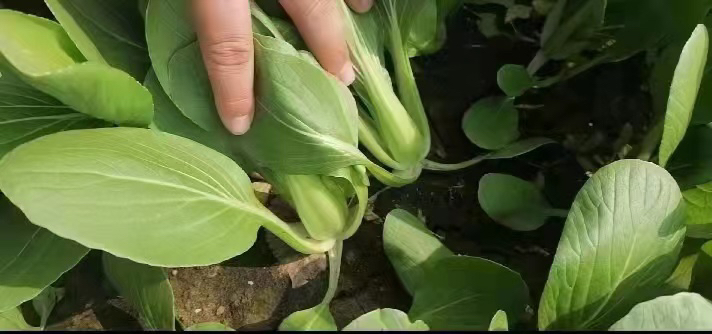油麦菜抽薹过程示意图