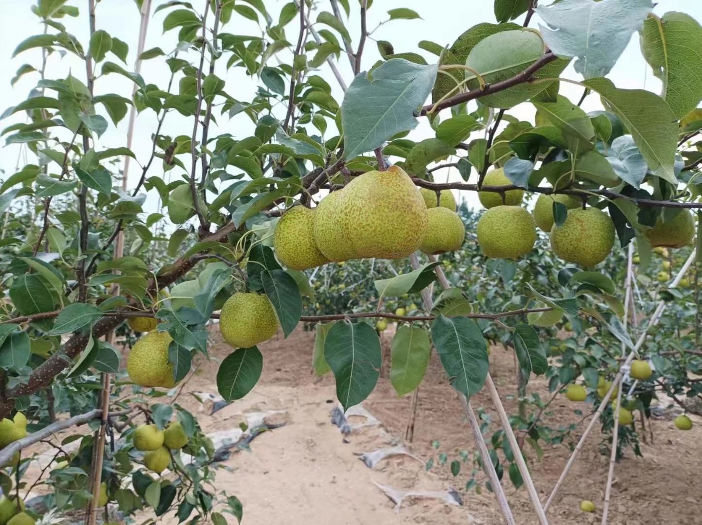 莱阳梨与砀山梨产地分布对比图