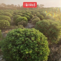 海桐球大量海桐树苗球苗工程绿化苗规格齐全