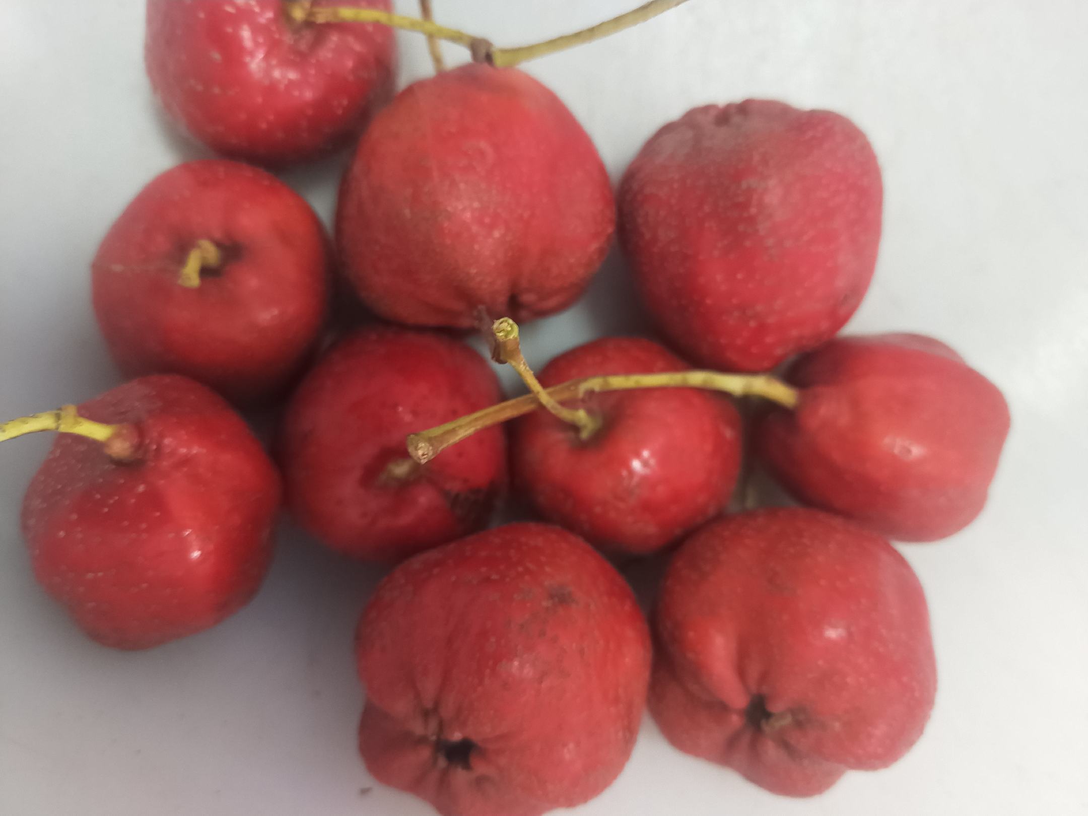 大五棱山楂特写