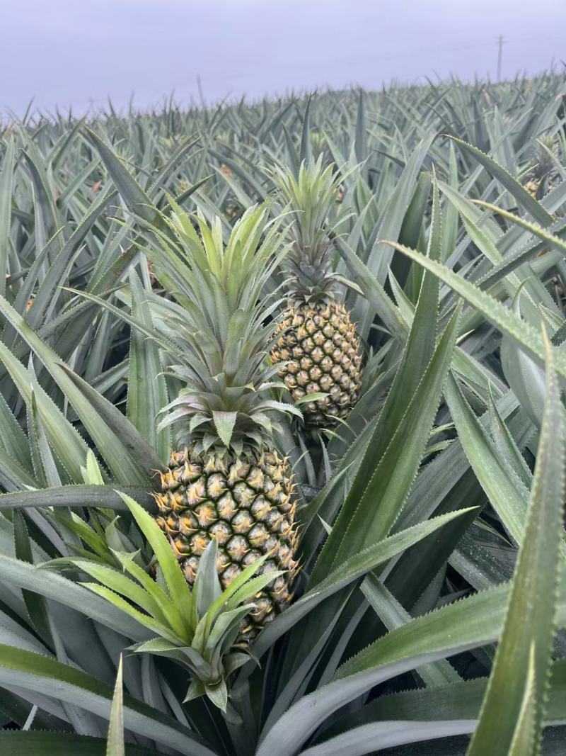 徐闻菠萝产地